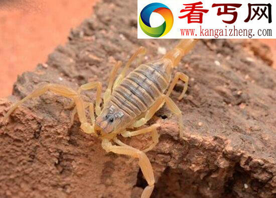 世界上毒性最强的蝎子，巴勒斯坦毒蝎(“世界毒王”排名第五)