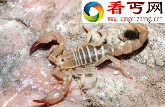 世界上毒性最强的蝎子，巴勒斯坦毒蝎(“世界毒王”排名第五)