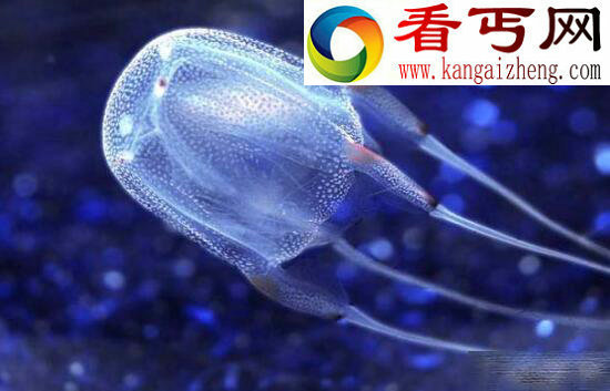世界上毒性最强的蝎子，巴勒斯坦毒蝎(“世界毒王”排名第五)
