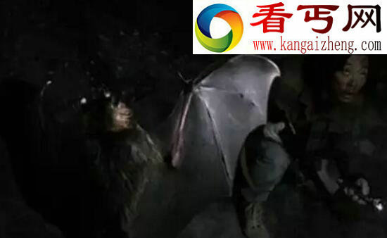 《鬼吹灯》猪脸大蝙蝠，凶恶至极嗜血成性的吸血蝙蝠