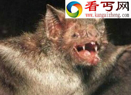 《鬼吹灯》猪脸大蝙蝠，凶恶至极嗜血成性的吸血蝙蝠
