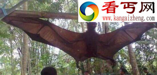 《鬼吹灯》猪脸大蝙蝠，凶恶至极嗜血成性的吸血蝙蝠