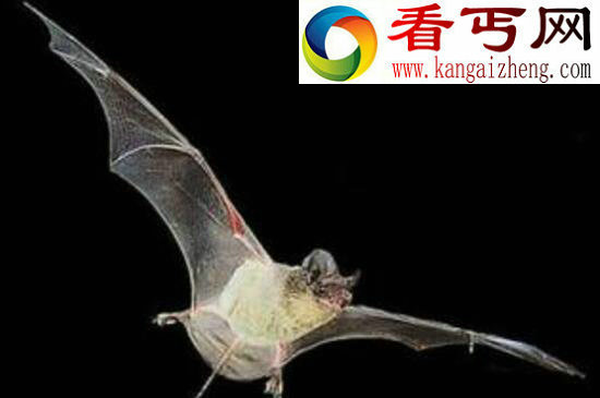 《鬼吹灯》猪脸大蝙蝠，凶恶至极嗜血成性的吸血蝙蝠
