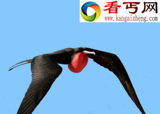 世界上飞行速度最快的鸟，展翅达2.3米的军舰鸟