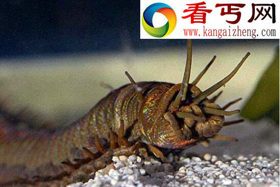 世界最恶心的生物，蛀船虫浑身数千根毛刺(长1.3米)