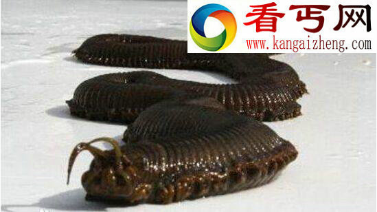世界最恶心的生物，蛀船虫浑身数千根毛刺(长1.3米)