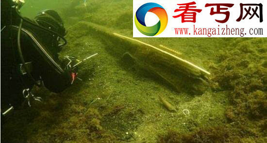 世界最恶心的生物，蛀船虫浑身数千根毛刺(长1.3米)