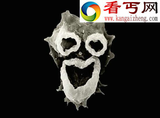 世界最恶心的生物，蛀船虫浑身数千根毛刺(长1.3米)