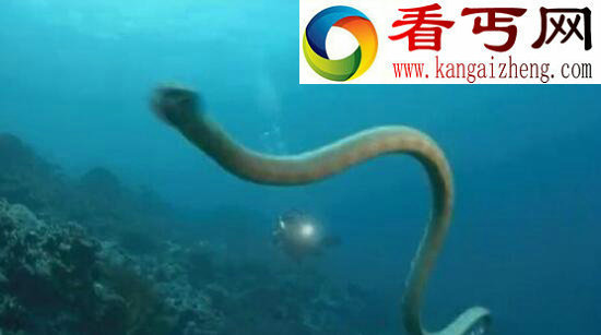 世界上最长寿的蛇——绿茸线蛇，能活20万年竟是小说杜撰