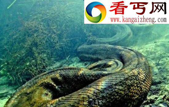 世界上最长寿的蛇——绿茸线蛇，能活20万年竟是小说杜撰