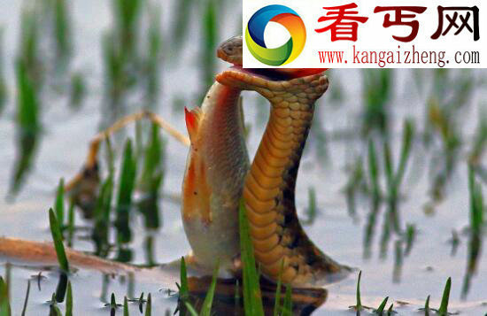 世界上最长寿的蛇——绿茸线蛇，能活20万年竟是小说杜撰