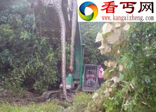 世界上最长寿的蛇——绿茸线蛇，能活20万年竟是小说杜撰