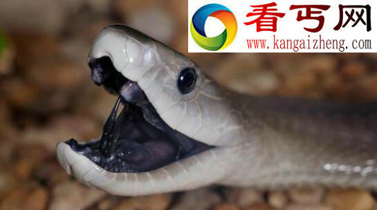 世界上最长寿的蛇——绿茸线蛇，能活20万年竟是小说杜撰