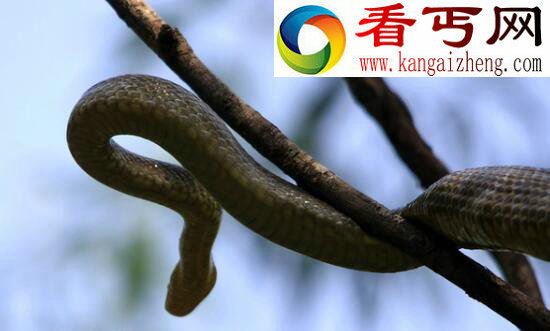 世界上最长寿的蛇——绿茸线蛇，能活20万年竟是小说杜撰