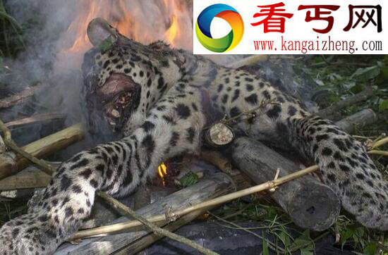 史上最冤枉的动物，“害兽”桑给巴尔豹惨遭人类灭绝
