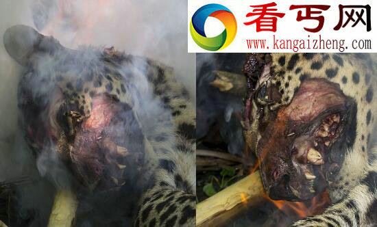 史上最冤枉的动物，“害兽”桑给巴尔豹惨遭人类灭绝