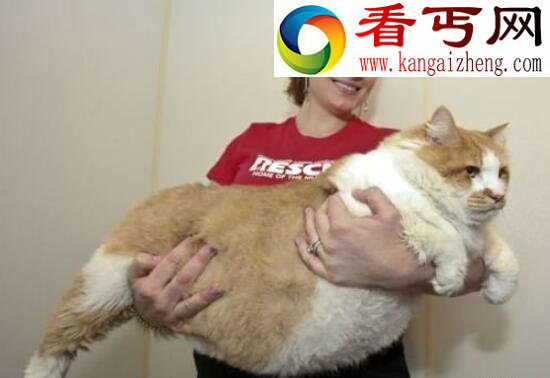 乌克兰巨猫Angie(800公斤)，因辐射成为世界上最大的猫