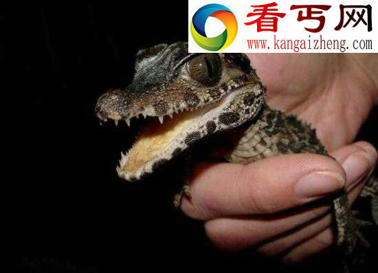 世界上最大的鳄鱼，食人巨鳄——洛龙(6.4米/1075公斤)