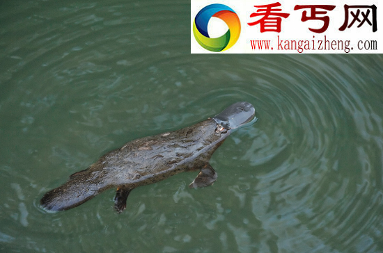 世界上最奇特的物种——鸭嘴兽，被上帝拼凑而来的奇异生物