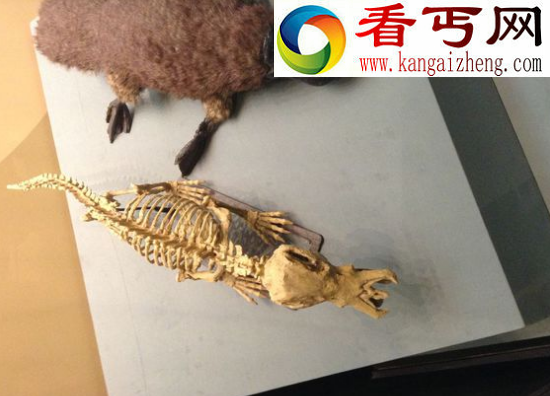 世界上最奇特的物种——鸭嘴兽，被上帝拼凑而来的奇异生物