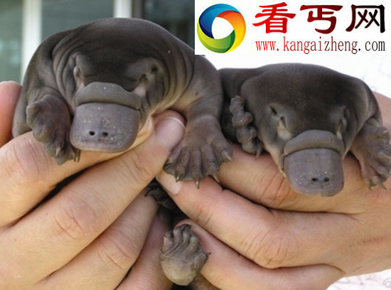 世界上最奇特的物种——鸭嘴兽，被上帝拼凑而来的奇异生物