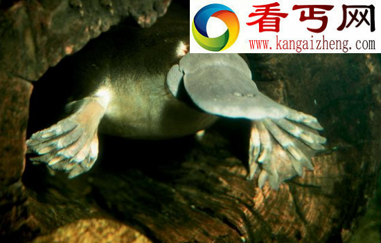 世界上最奇特的物种——鸭嘴兽，被上帝拼凑而来的奇异生物