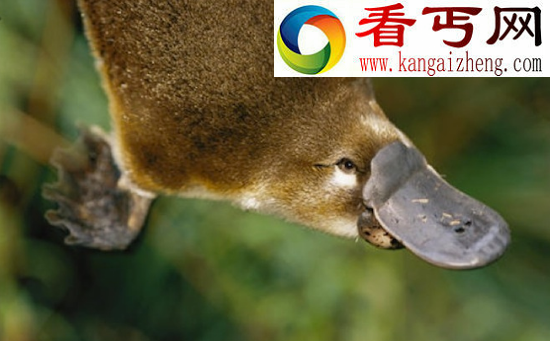 世界上最奇特的物种——鸭嘴兽，被上帝拼凑而来的奇异生物