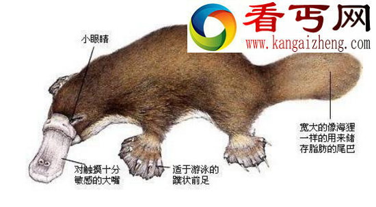 世界上最奇特的物种——鸭嘴兽，被上帝拼凑而来的奇异生物