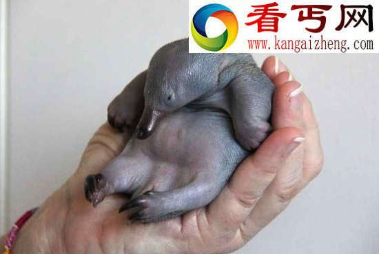世界上最奇特的物种——鸭嘴兽，被上帝拼凑而来的奇异生物