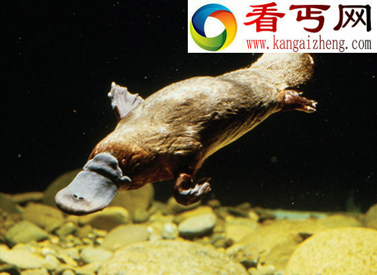世界上最奇特的物种——鸭嘴兽，被上帝拼凑而来的奇异生物