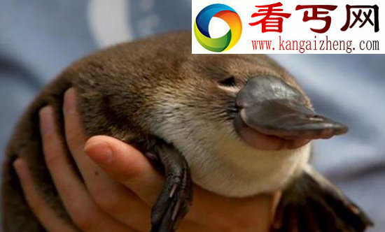 世界上最奇特的物种——鸭嘴兽，被上帝拼凑而来的奇异生物