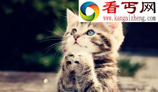 猫的寿命有多长，世界上寿命最长的猫（38岁）
