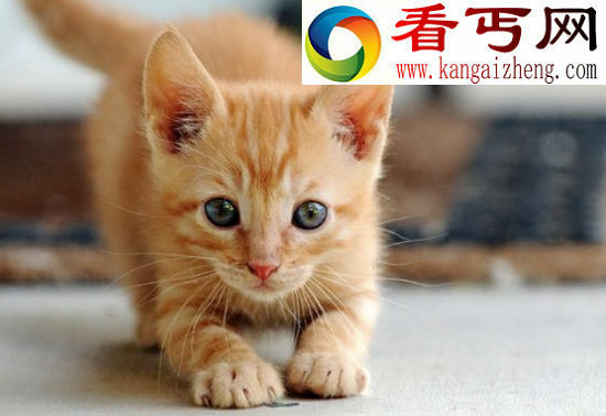 猫的寿命有多长，世界上寿命最长的猫（38岁）
