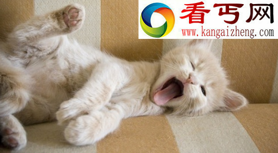 猫的寿命有多长，世界上寿命最长的猫（38岁）