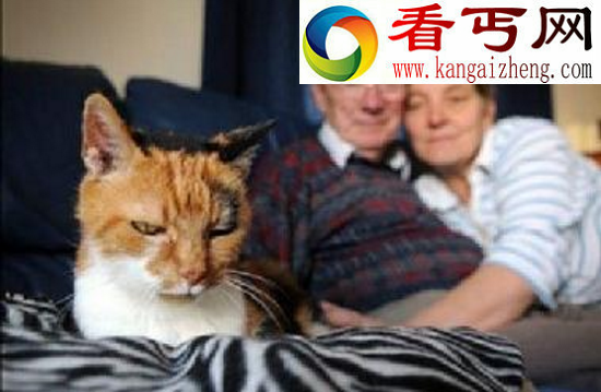 猫的寿命有多长，世界上寿命最长的猫（38岁）