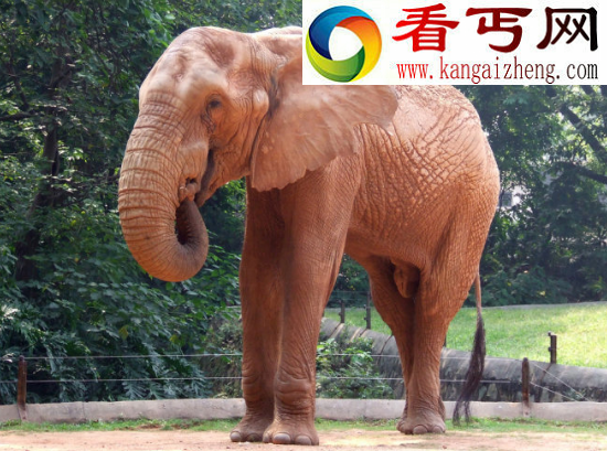 大象的寿命有多长，比人类更长寿一般能活80岁