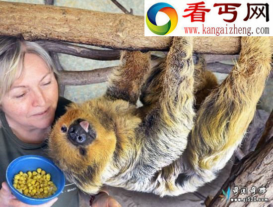 世界最老树獭度过45岁生日 礼物是熟玉米