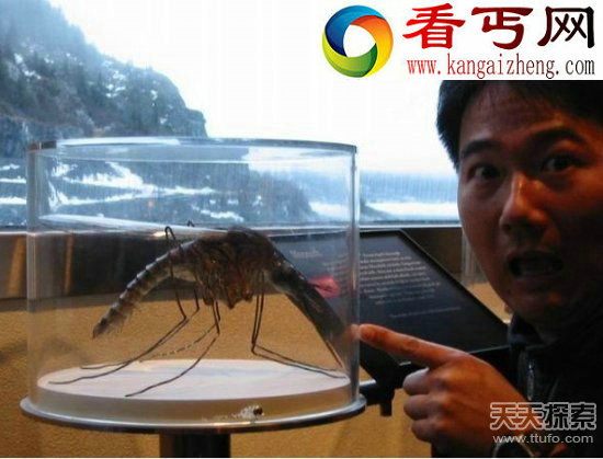 动物界之“最”最大兔子超1米