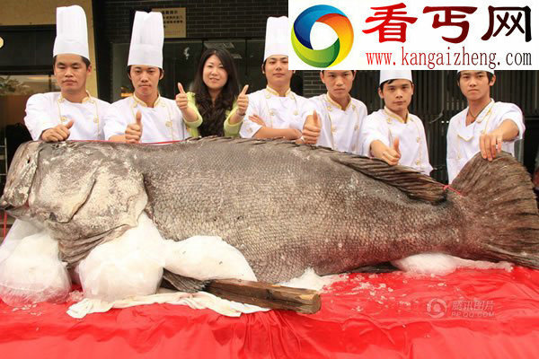 世界上最大的石斑鱼有683斤，堪称为鱼王之王