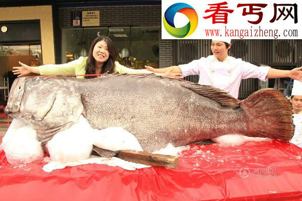 世界上最大的石斑鱼有683斤，堪称为鱼王之王