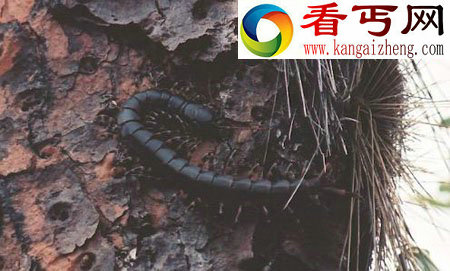 世界上最大的蜈蚣(62cm的个体)