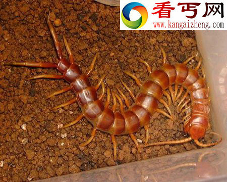世界上最大的蜈蚣(62cm的个体)