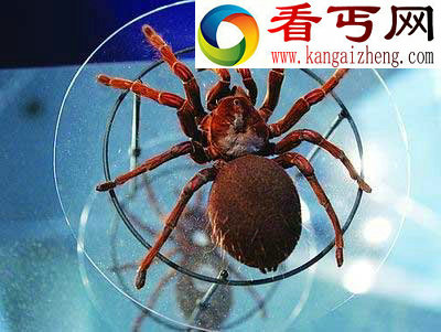 世界上最大的蜘蛛格莱斯捕鸟蛛