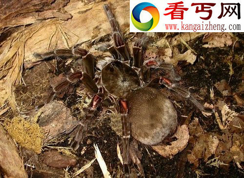 世界上最大的蜘蛛格莱斯捕鸟蛛