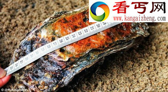 世界上最大牡蛎 长35.5厘米重2公斤