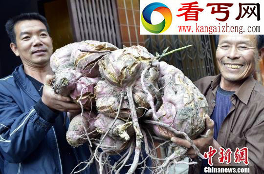 浙江温岭村民挖到“巨无霸”番薯 重达75斤