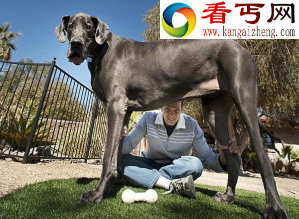 曾经站立高过2米的世界最高狗“大乔治”离世