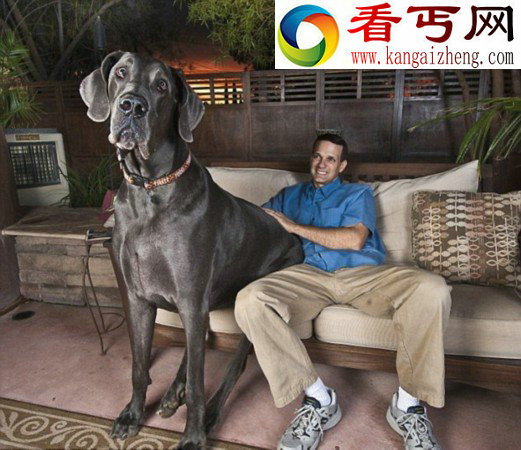 曾经站立高过2米的世界最高狗“大乔治”离世