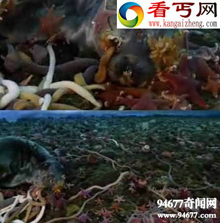 南极巨虫,是一种长达3米的巨型虫类(能吃海豹)