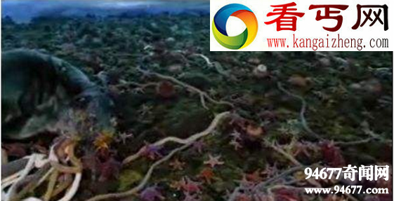 南极巨虫,是一种长达3米的巨型虫类(能吃海豹)
